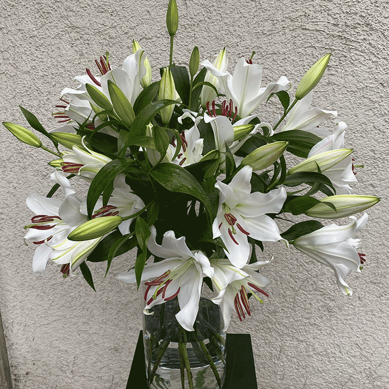 weisse Casablanca - Lilien bestellen und verschicken München