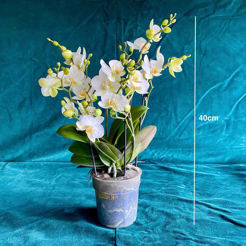 White Phalaenopsis Orchid Petit with 3–5 flower spikes, approximately 40 cm tall – size reference for flower delivery in Munich.