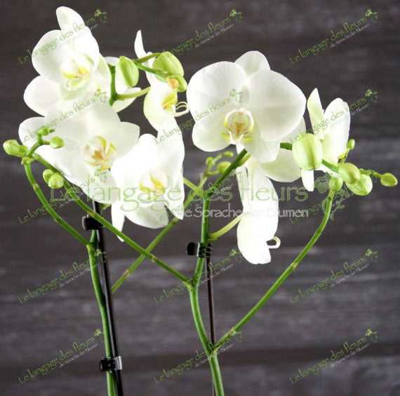 Weiße Orchidee Pflanzenversand Online – München Hauptbild