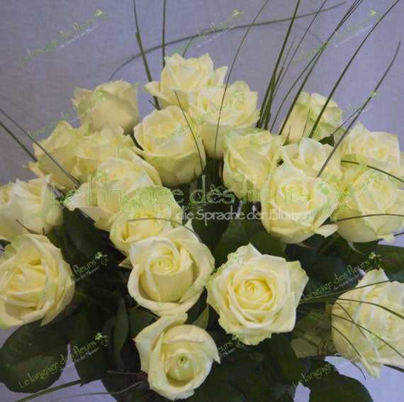 Weisse Rosen Online bestellen – Frische Sträuße
