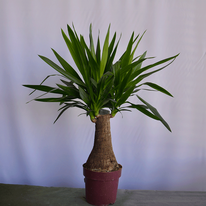 yucca palm plants Yucca Palm Munich π΄ Modern Indoor Plant Delivery
