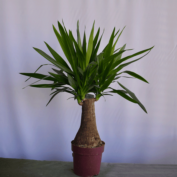 Yucca Palme – Klare Form und moderne Ausstrahlung 🌴