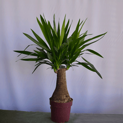 Yucca Palme, Pflanzen online kaufen – Natürliche Eleganz
