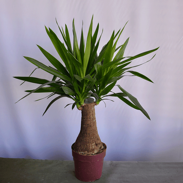 Yucca Palme – Klare Form und moderne Ausstrahlung 🌴