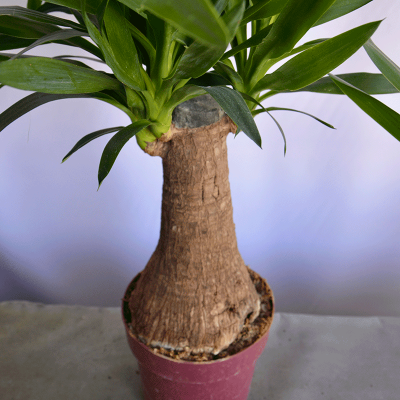 is a yucca plant a palm Yucca Palm Munich π΄ Modern Indoor Plant Delivery