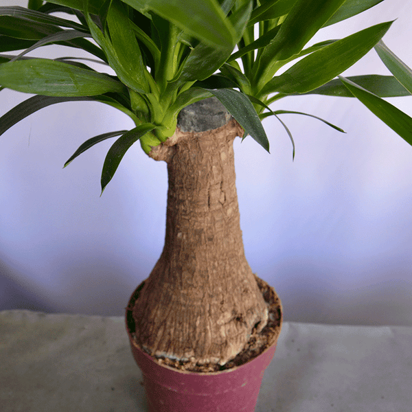 Yucca Palme – Klare Form und moderne Ausstrahlung 🌴