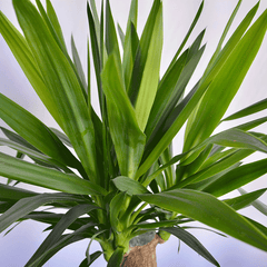Yucca Palme, Pflanzen online kaufen – Natürliche Eleganz